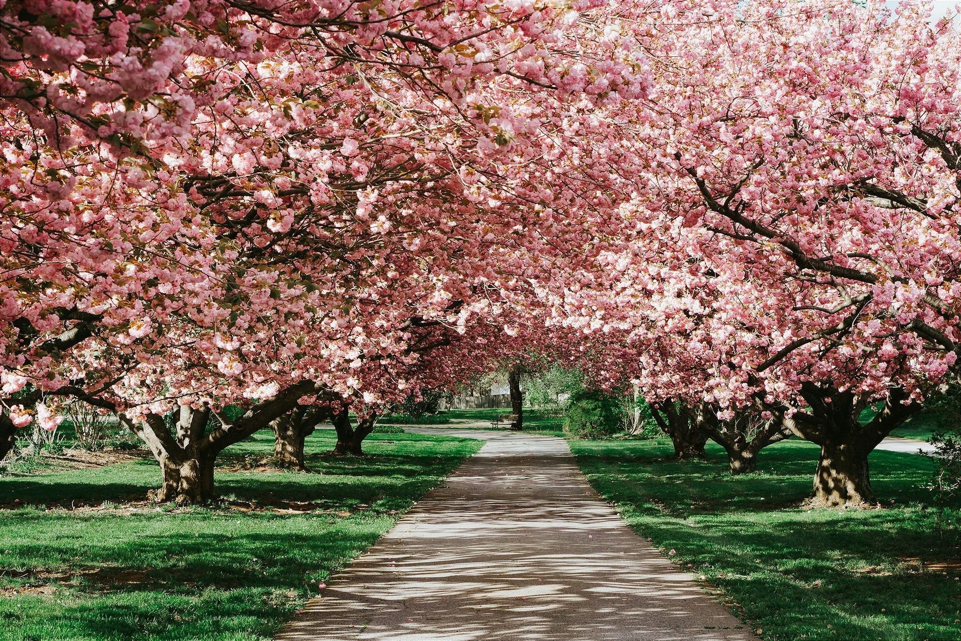 A path surrounded by cherry trees in full blossom.