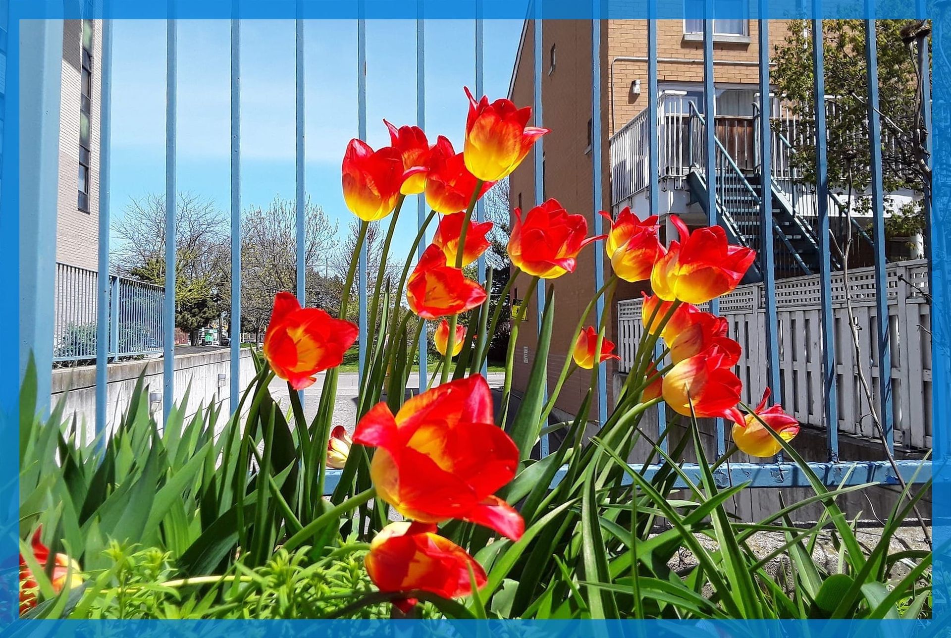 Red and yellow tulips in the LVAC garden.