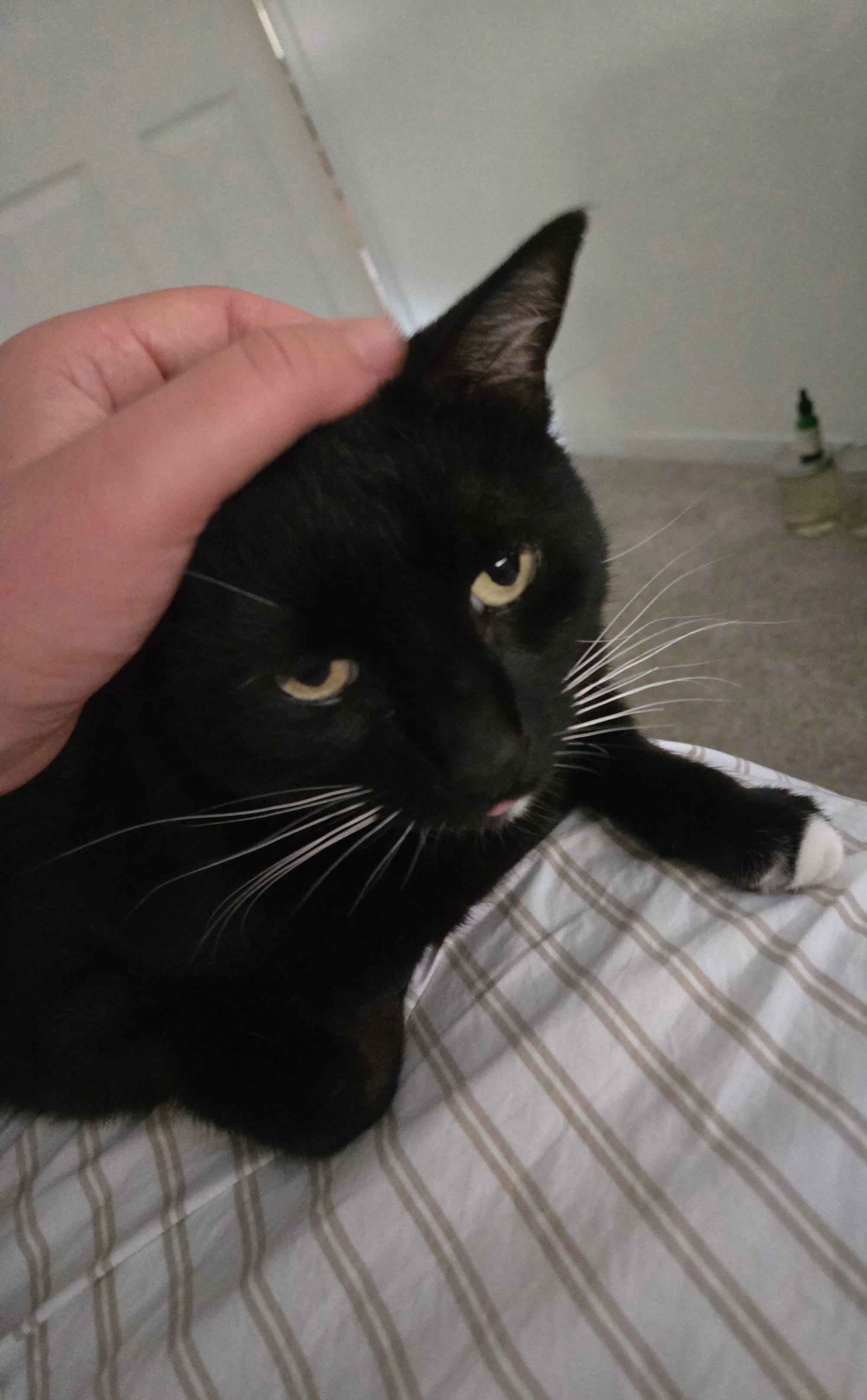 A tuxedo cat sits on a bed with a human hand petting her head. Her tongue sticks out of her mouth.