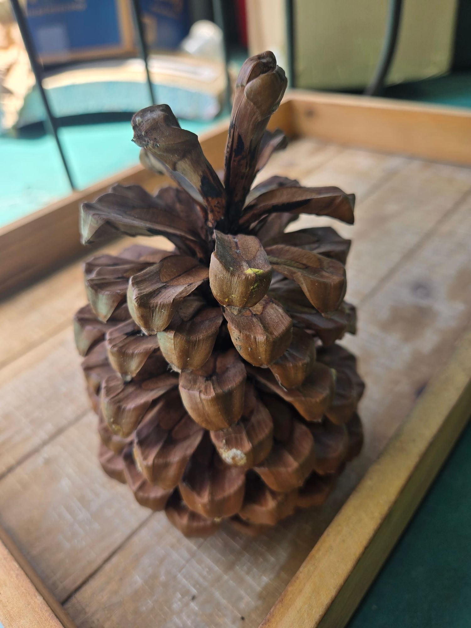 A Soul In Progress (Moving Update!)