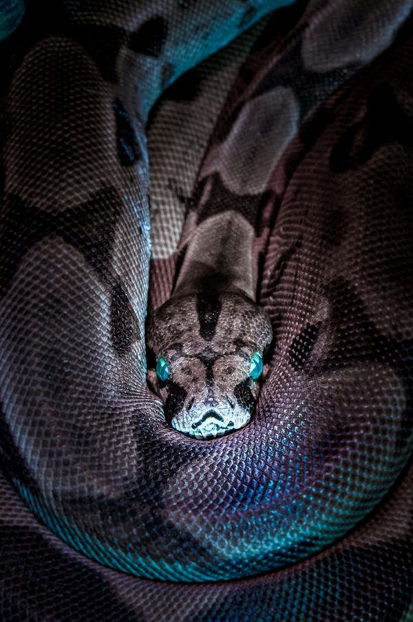 A boa contrictor curled up looks at the camera straight on, its eyes neon blue and its scales opalescent