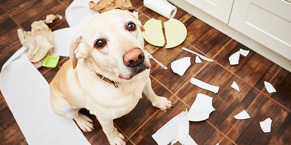 comm632_600x300_ismyhome_4