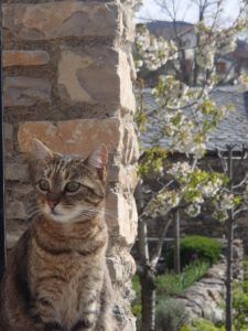 Pyrénées Orientales chat HomeExchange