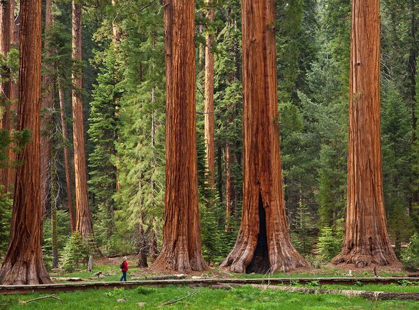 sequoia-national-park-top8-parc-nationaux-etats-unis