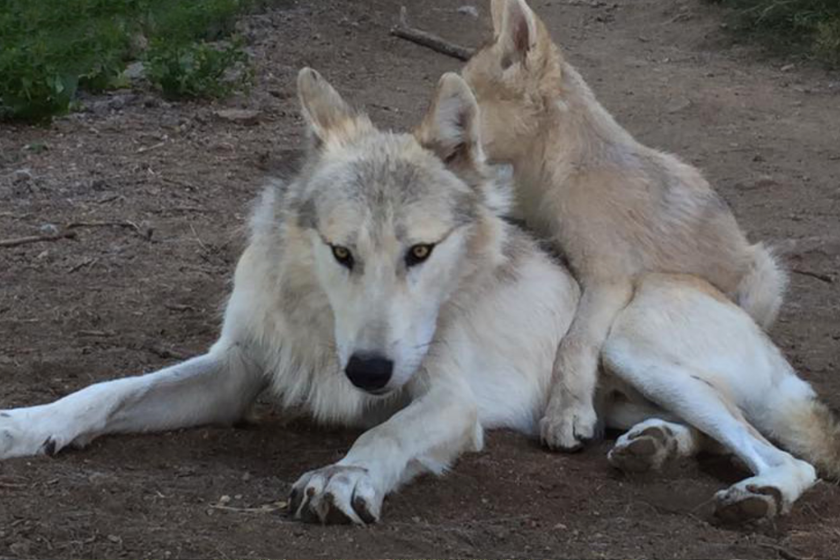 Visiter-en-famille-le-Languedoc-Roussillon-Parc-Loups-Gevaudan