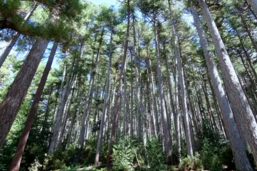 Randonnées en Corse sentier Forêt d'Aïtone