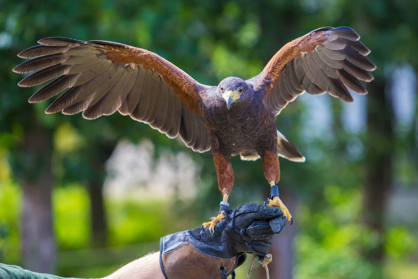 Que faire dans le Gers en famille parc aux rapaces