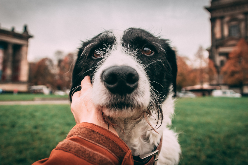 vacances avec son chien en europe