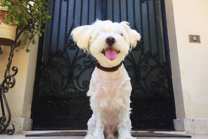 trouver un logement Airbnb acceptant les animaux de compagnie