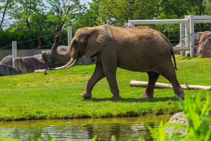 Le zoo de Granby est une destination très populaire pendant les vacances de la construction