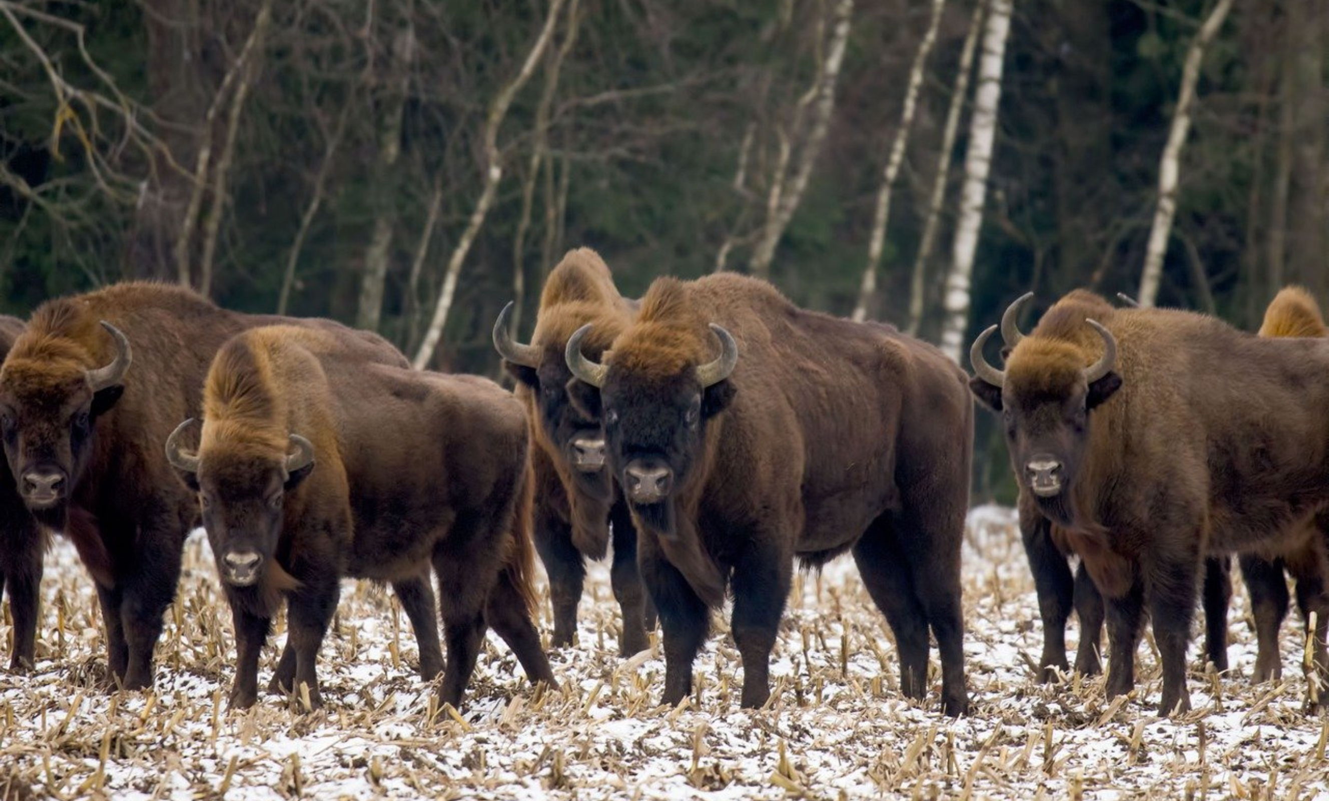 la réserve des bisons d’Europe en Lozère