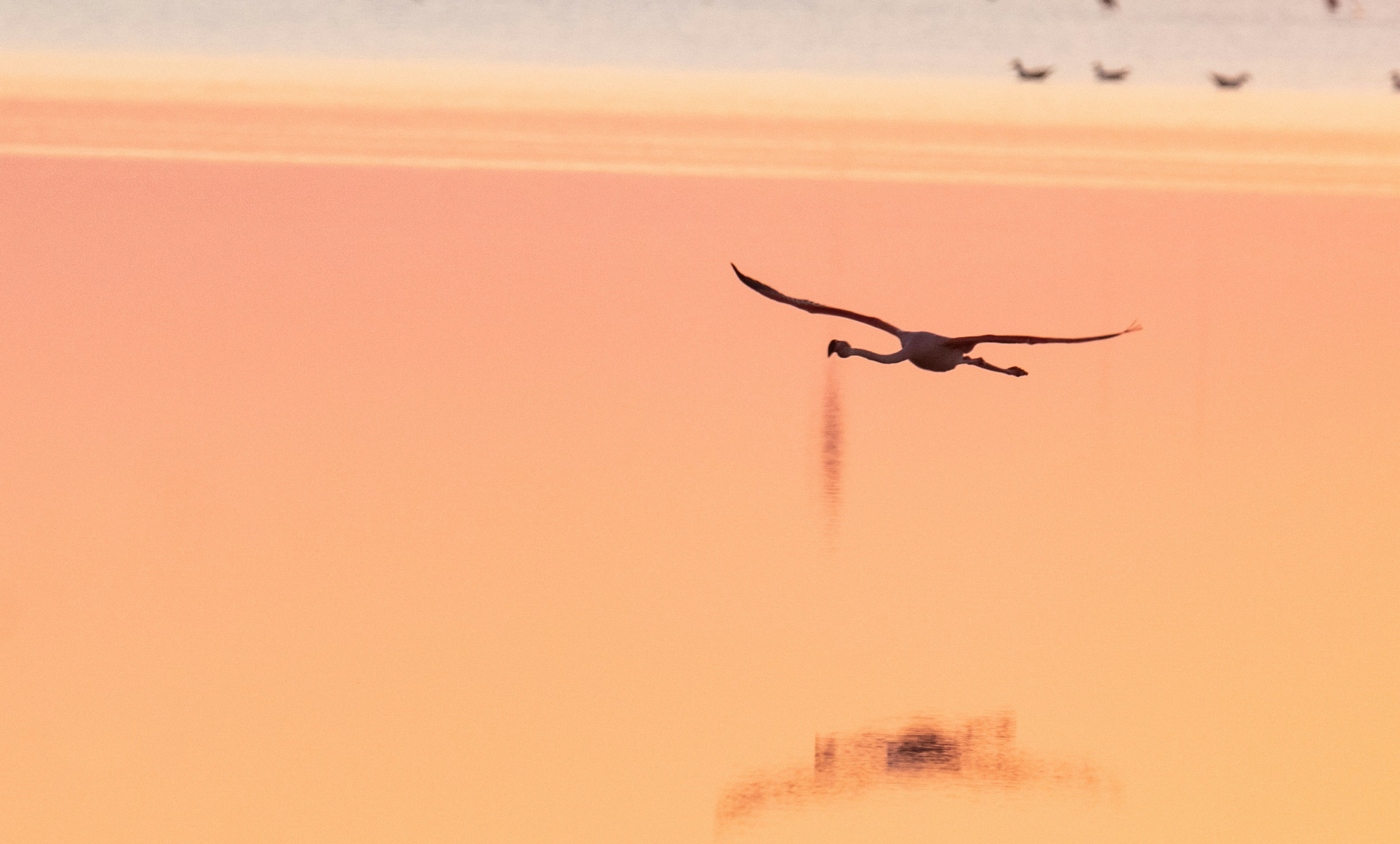 Le salin d’Aigues-Mortes dans le Gard