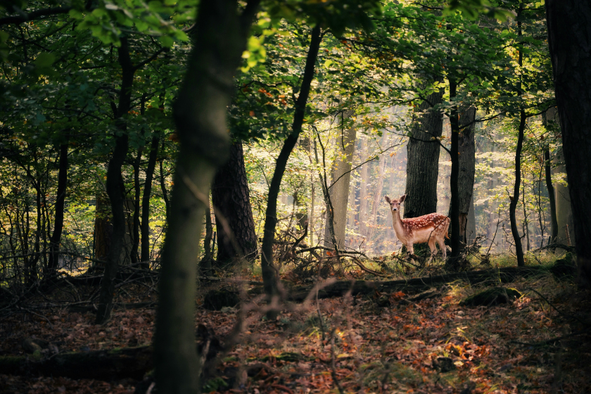 que faire à annecy en famille