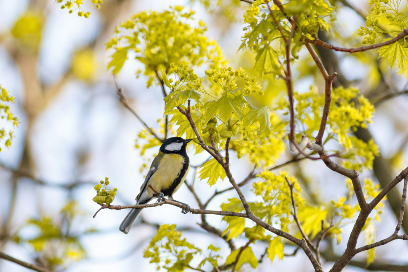 biodiversié dans son jardin