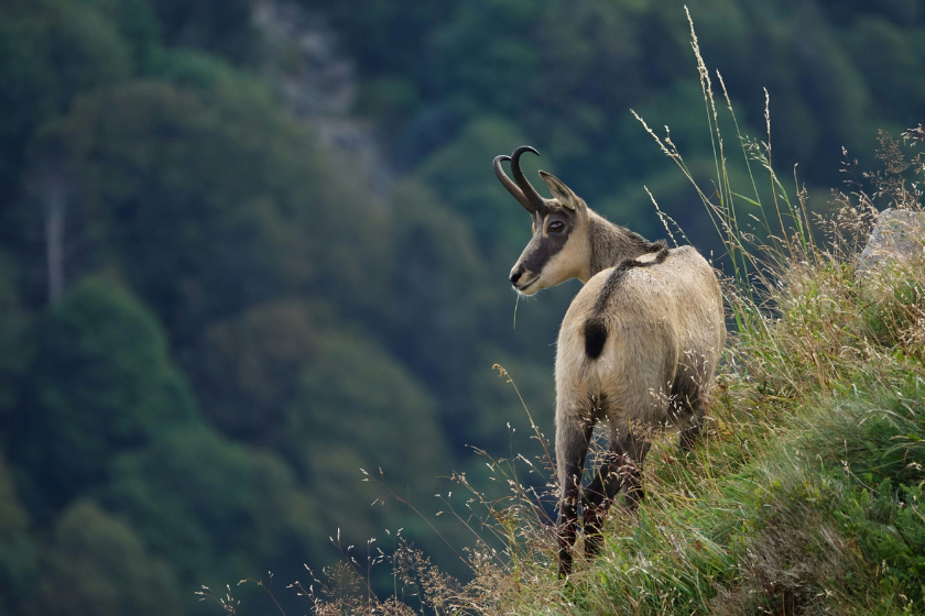 que faire dans les vosges en été