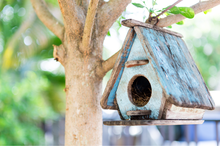 abris pour les oiseaux
