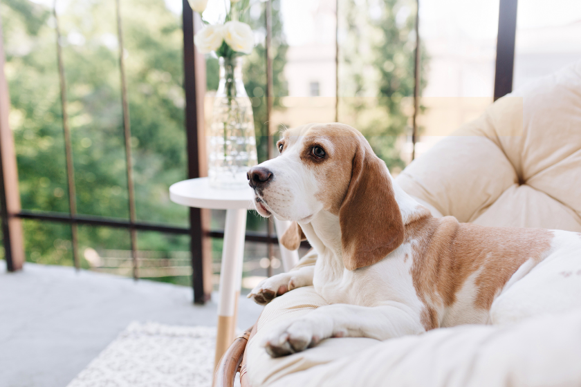 gardiennage chien autour de moi