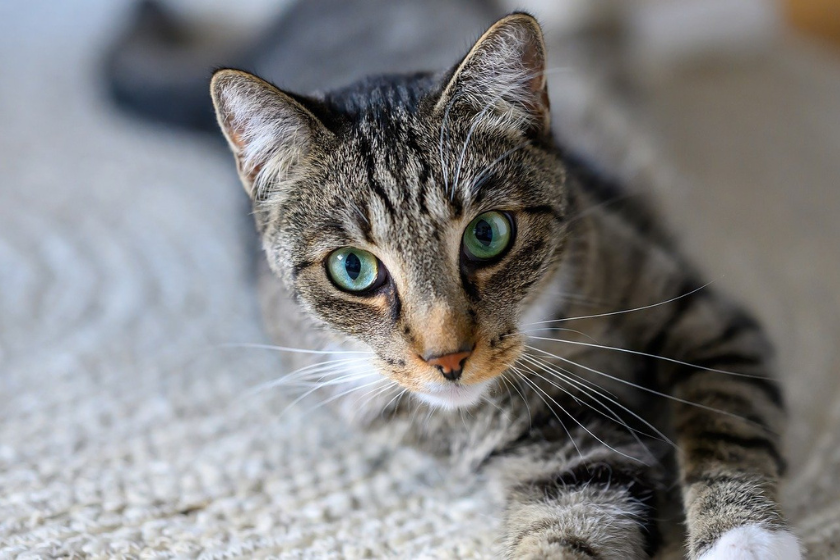 gardiennage pour chat