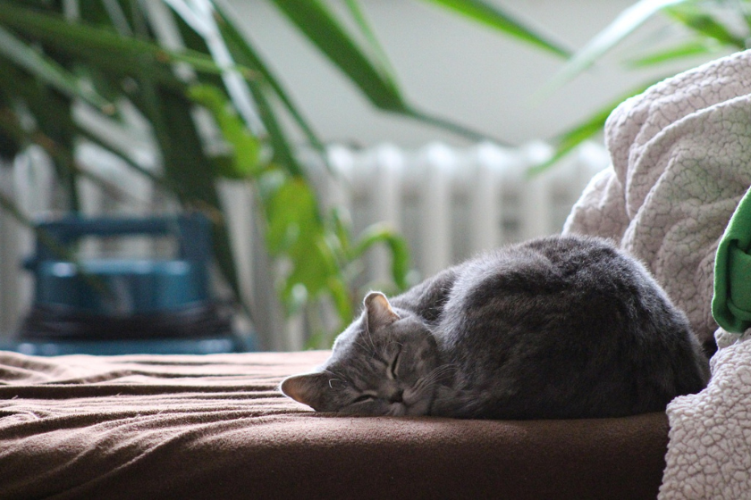 gardiennage de chat à domicile