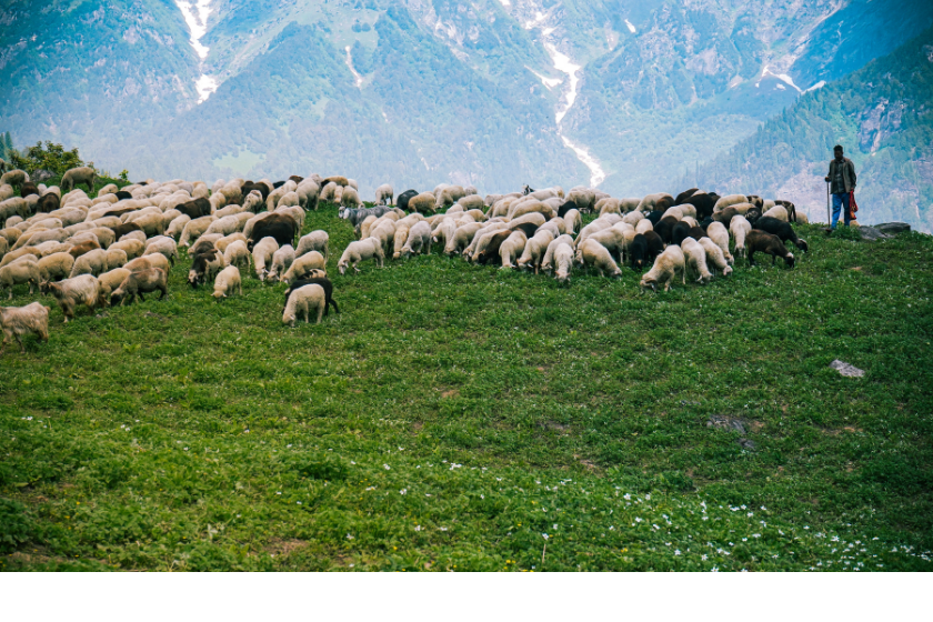randonnée montagne en été