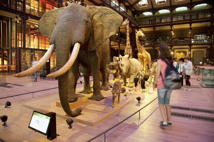 Galerie de l'évolution - Jardin des plantes Paris