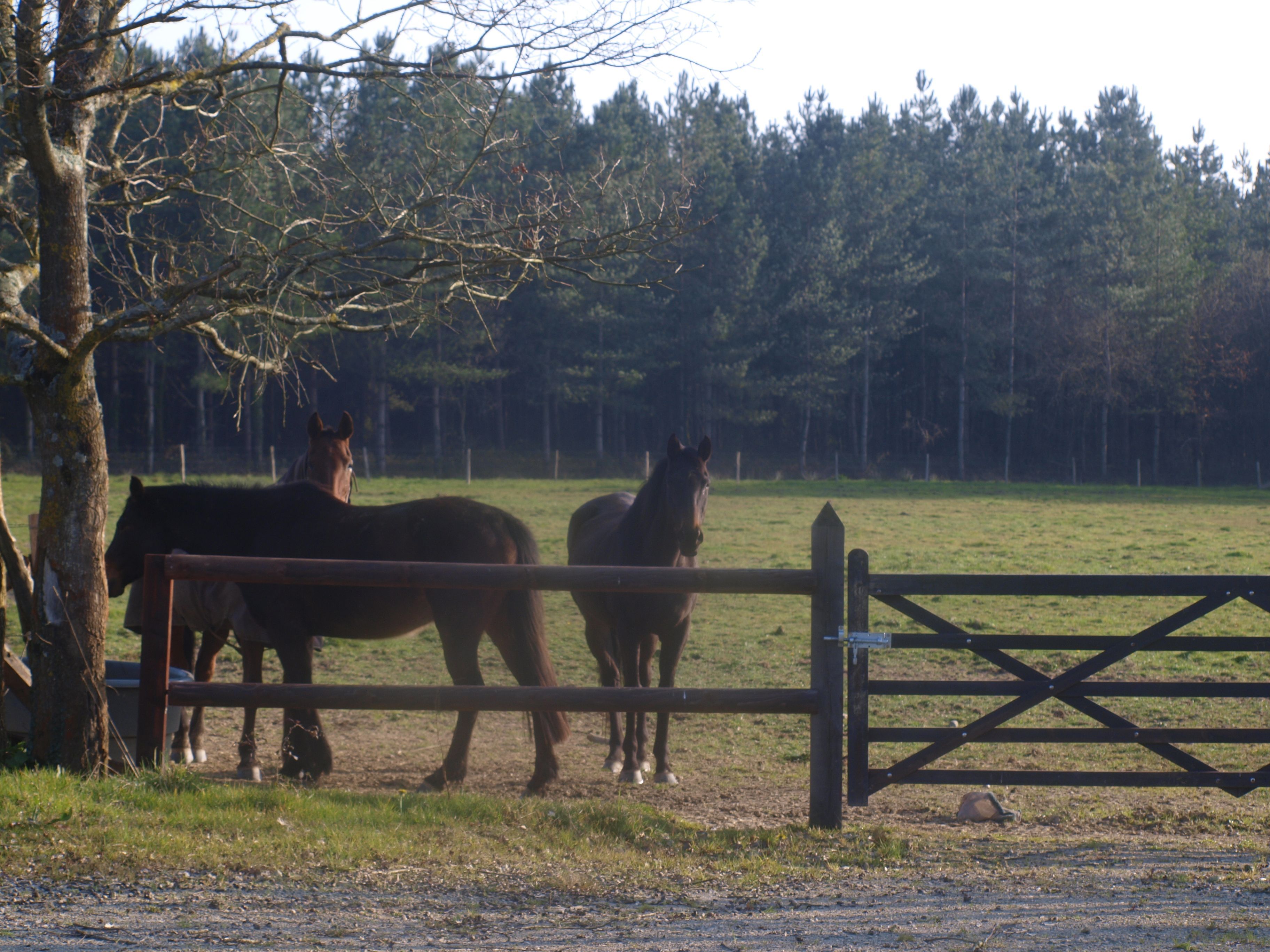 chevaux vacances ferme vacances avec chevaux