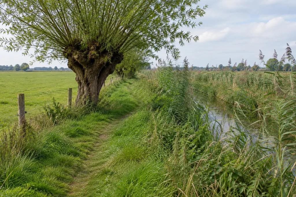Eén knotwilg, duizend blikken