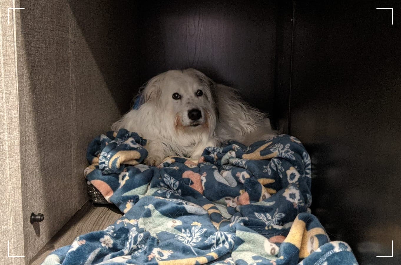 A white dog with his blue fall themed blanket enjoying his safe space.