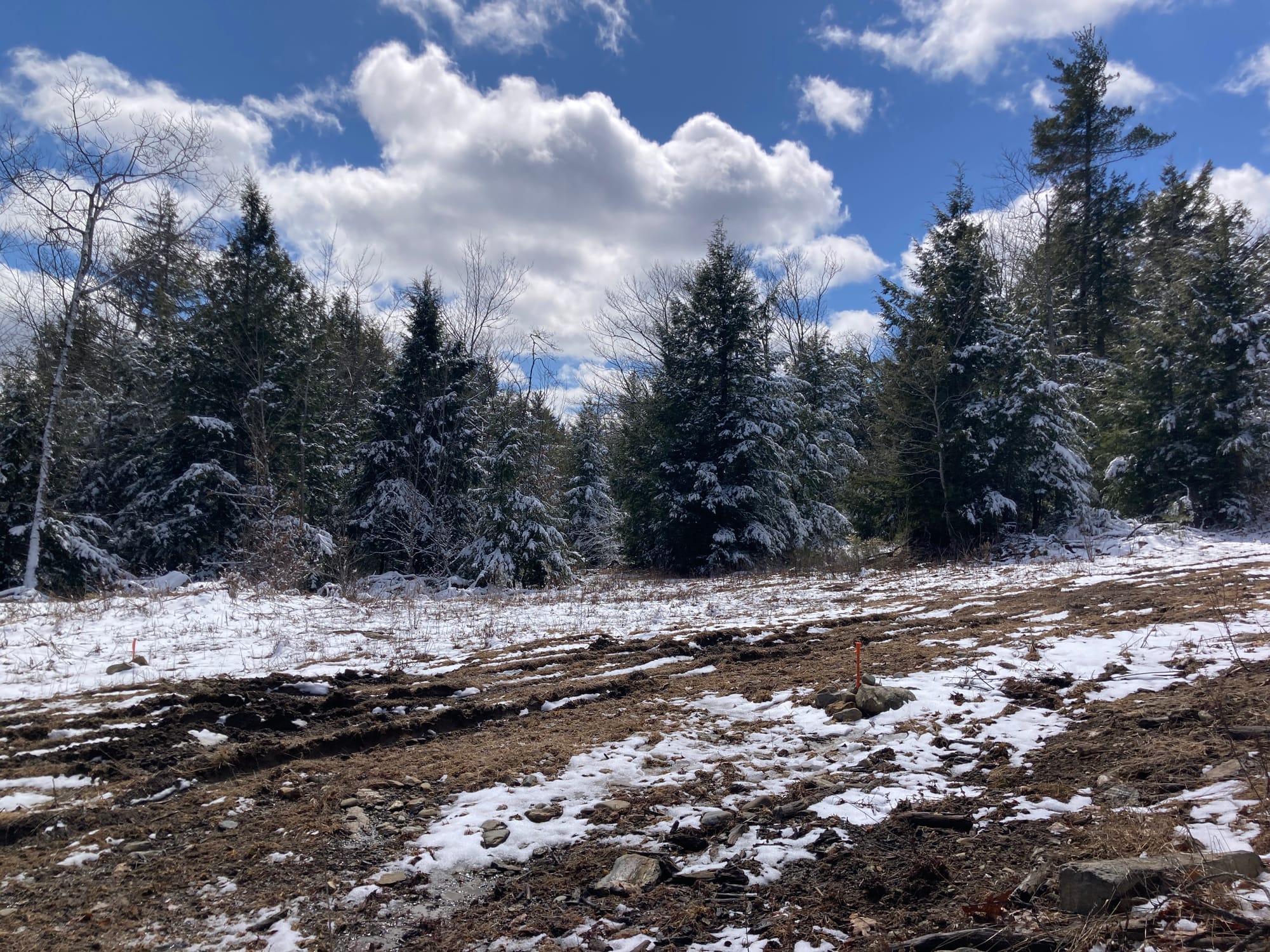 A dirt road semi-covered in snow with snow-dusted evergreens in the background, and a bright blue sky with puffy clouds.
