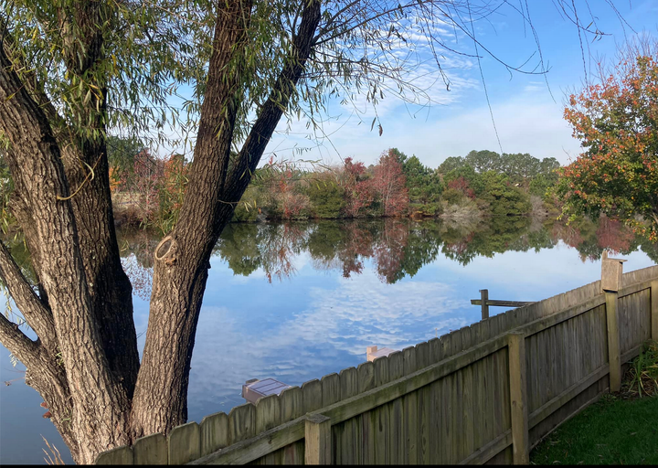 A willow tree stands behind a fence on the edge of a creek that reflects clouds in its still surface.