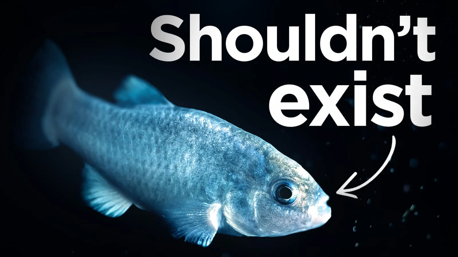 How the world's rarest fish survives in Death Valley