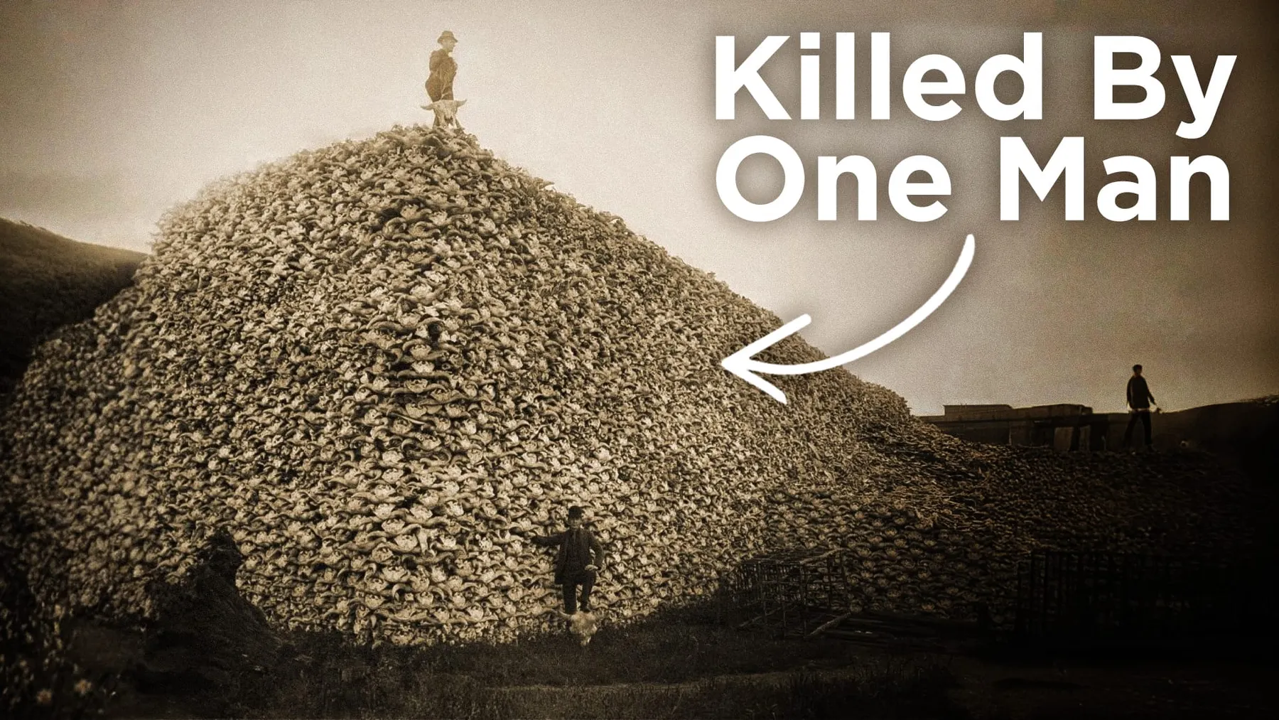 The animal massacre that changed America forever