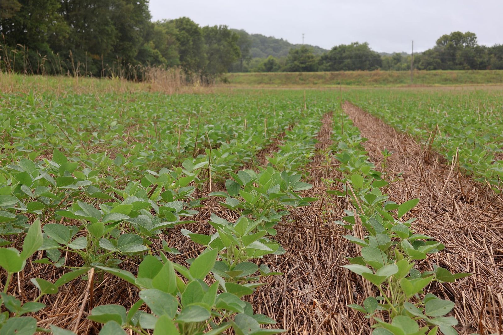 Young soybean plants growing through cereal rye cover-crop residue in a Missouri field - regenerative agriculture