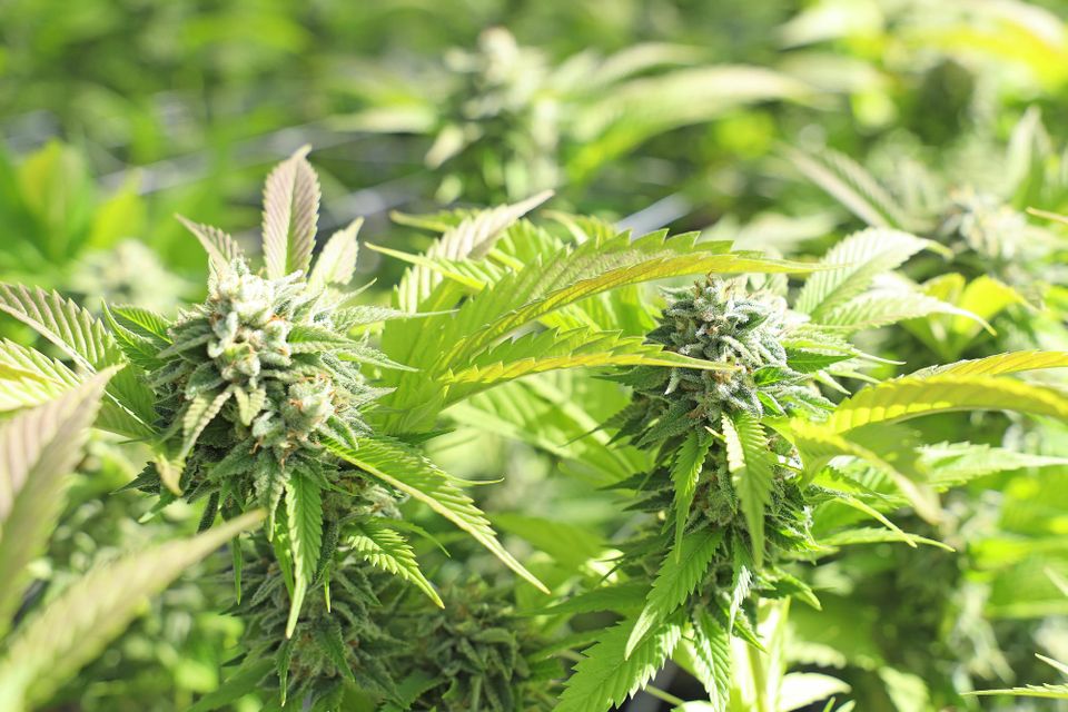 Elderly person thoughtfully observing a cannabis plant, symbolizing memory and aging.