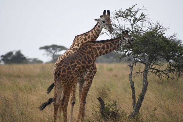 Everything you might want to know about my African photo safari in Tanzania (with loads of pics)