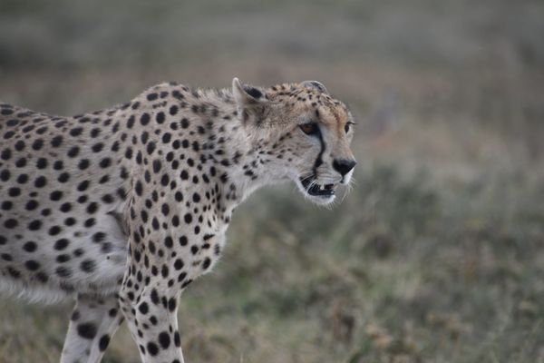 [DIGEST] Big cats and endless plains...