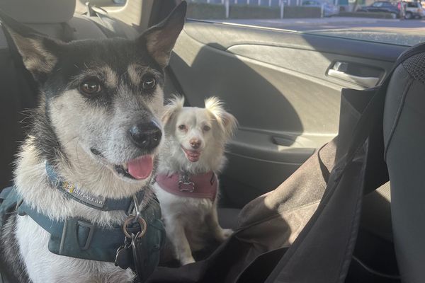 [DIGEST] Catchup and catnaps...