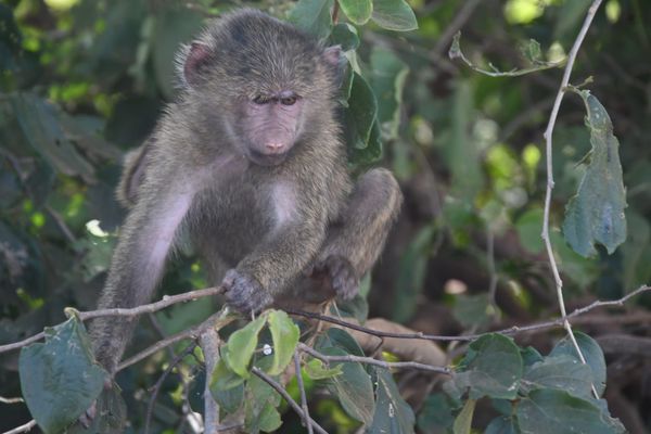 [DIGEST] Let's monkey around a bit...