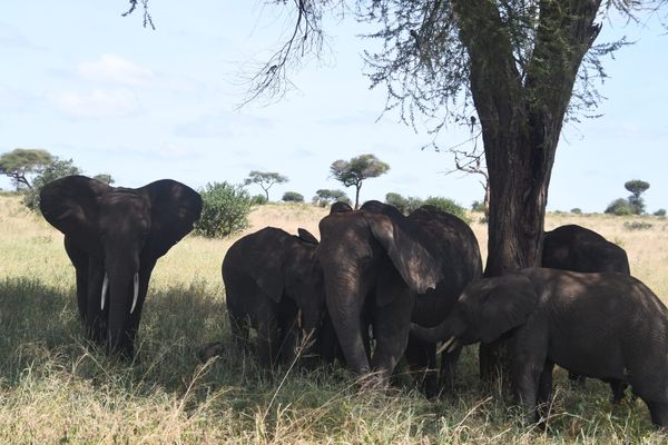 [DIGEST] It's elephant time