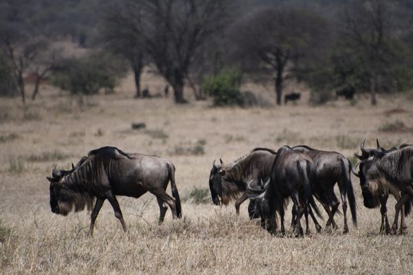 [DIGEST] The Great Migration...