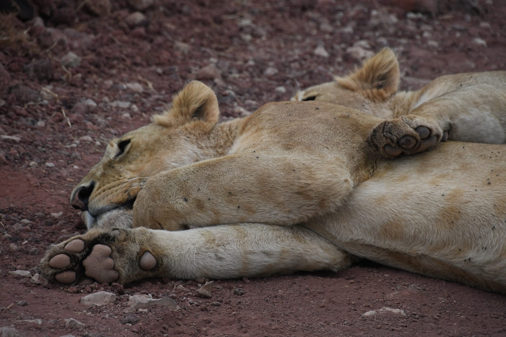 [DIGEST] Lyin' eyes lionize lion eyes