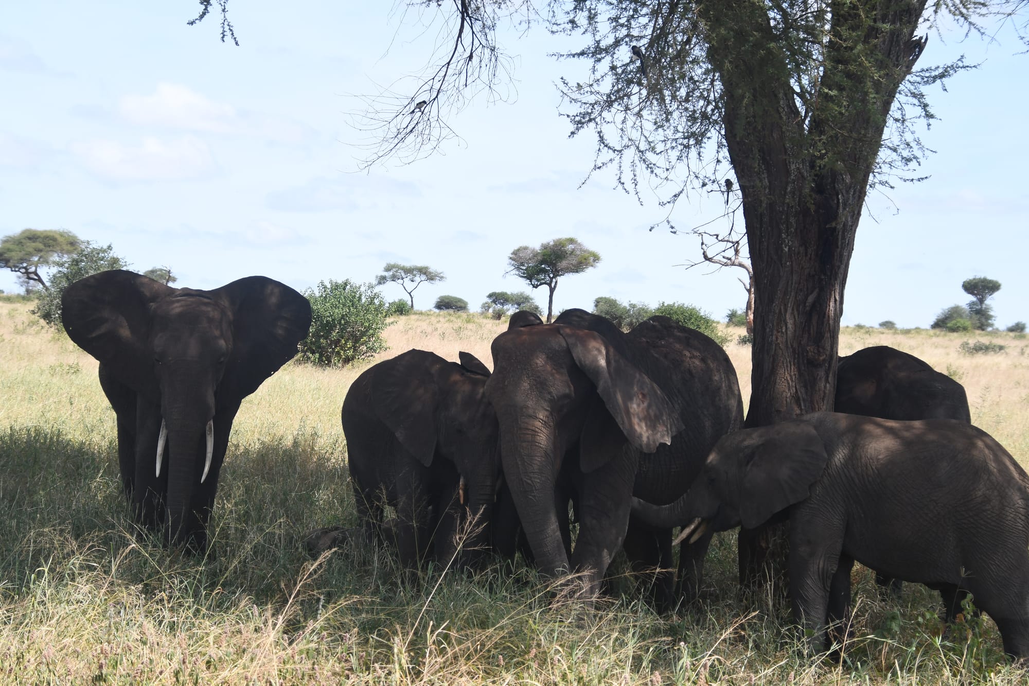 [DIGEST] It's elephant time