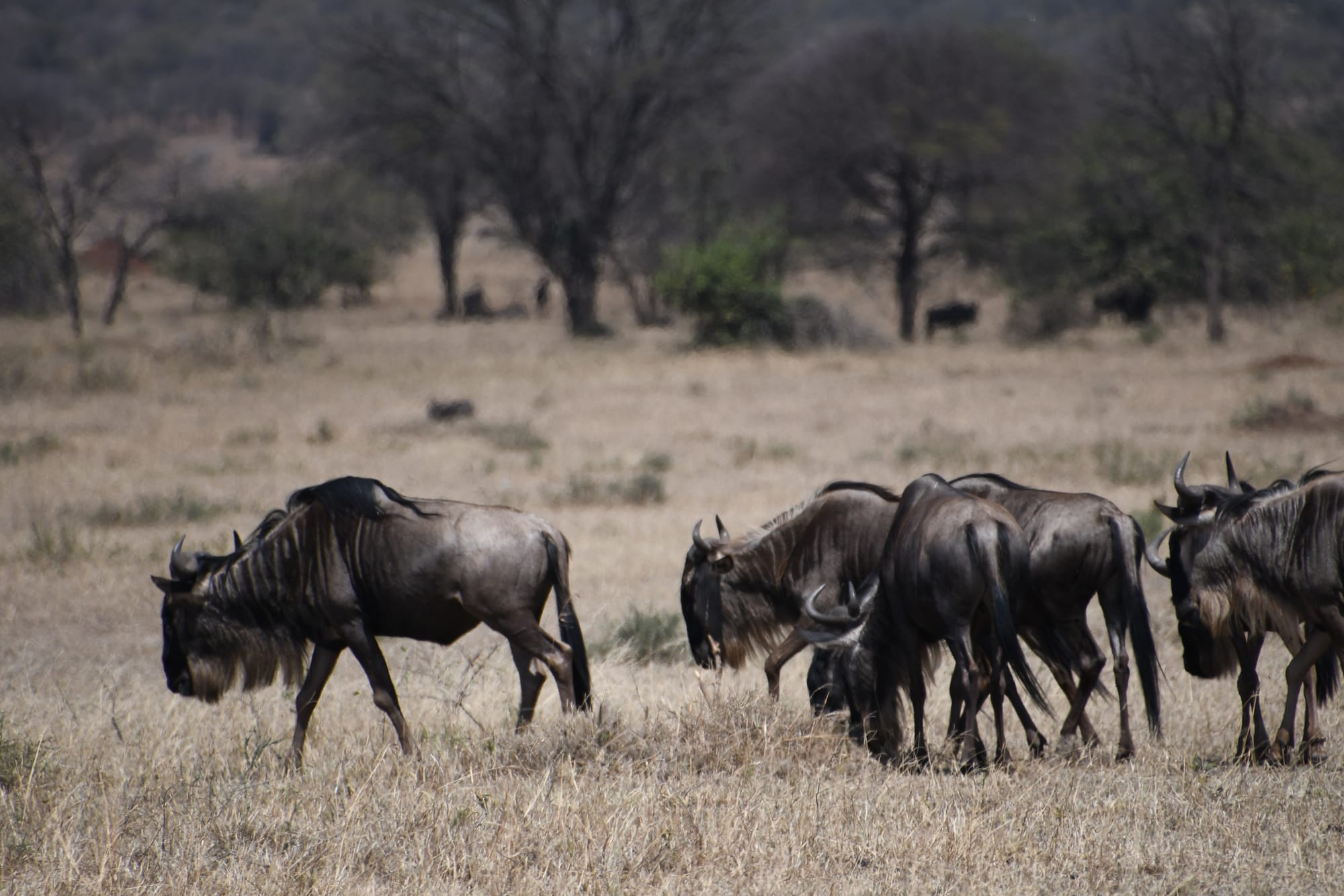 [DIGEST] The Great Migration...