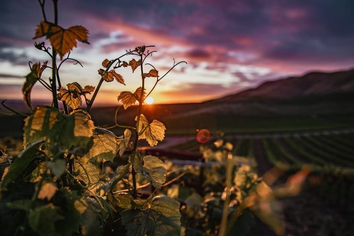 New Zealand Wine Exports to China Surge 58.5% as Sauvignon Blanc Goes Mainstream