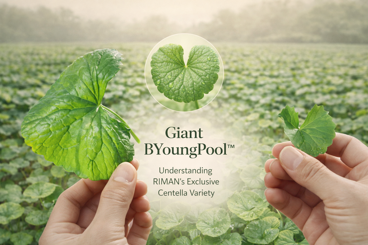 Giant BYoungPool™: Understanding RIMAN’s Exclusive Centella Variety