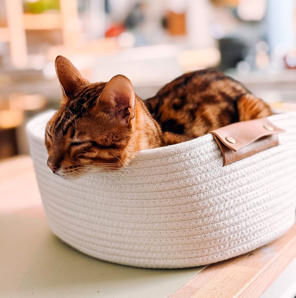 desk bengal