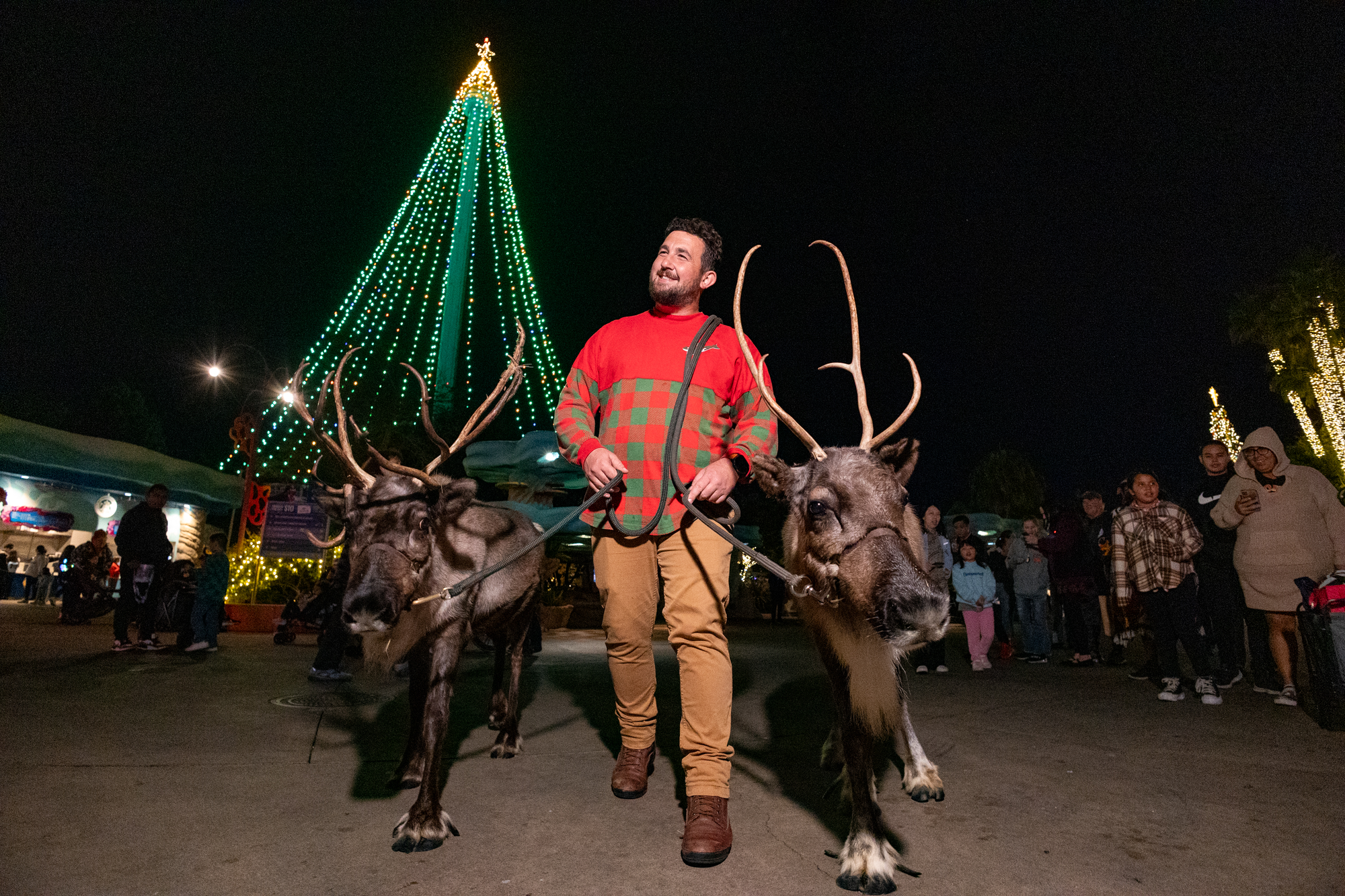 A handler stands with two reindeer beside a lit Christmas tree at night.