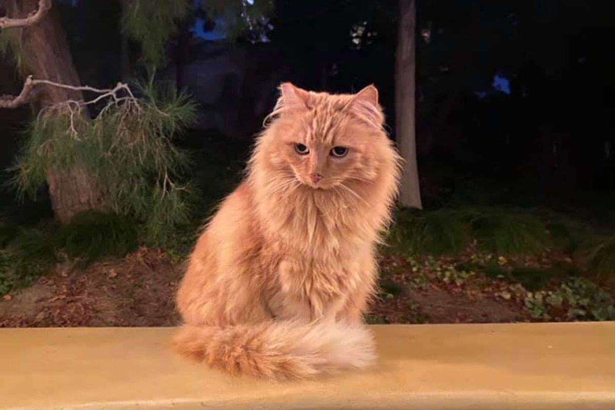 Nutmeg, the Beloved Disneyland Cat, Passes Away