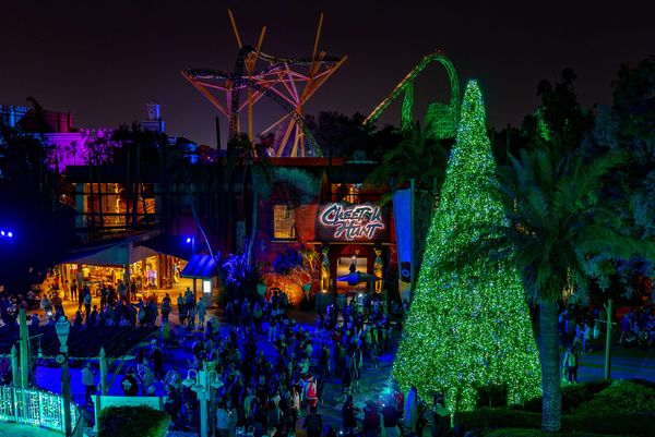 A tall illuminated Christmas tree beside Cheetah Hunt at Busch Gardens Tampa Bay at night.