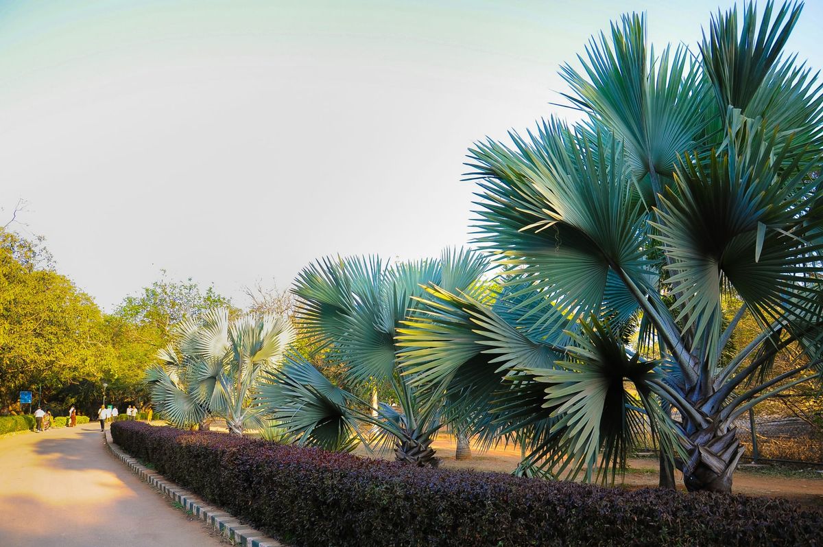Landscaping Services in Bengaluru: Design, Ideas, and Costs